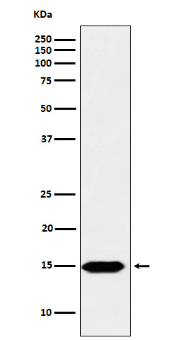 Formyl-Histone H3 (K123) Ab