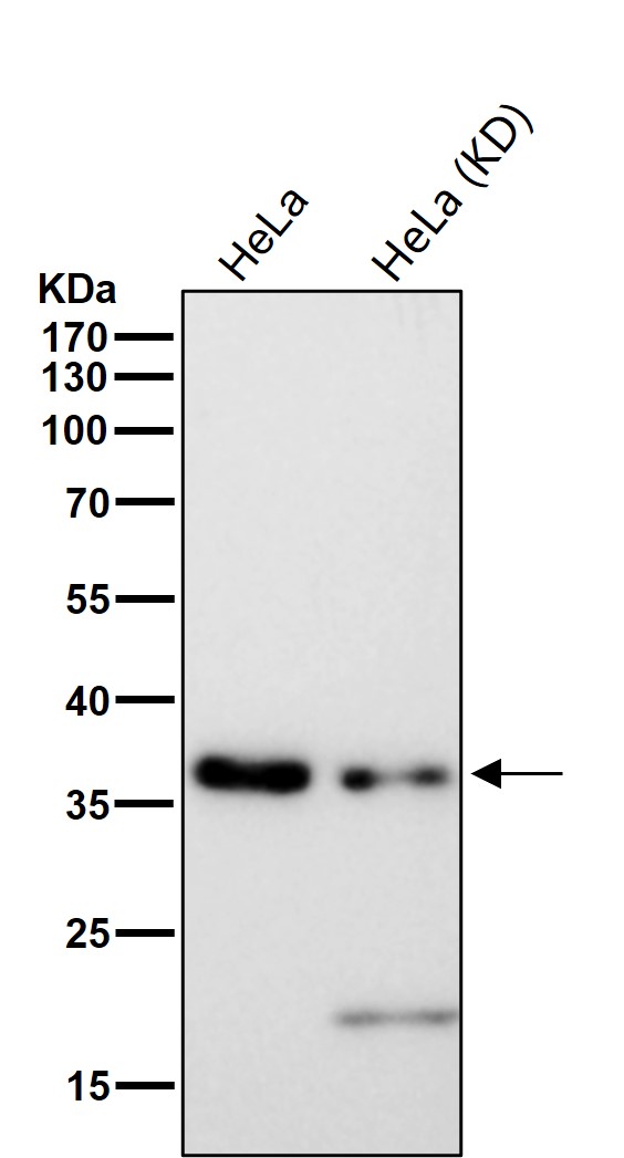 QKI Ab