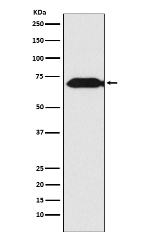 THEMIS Ab