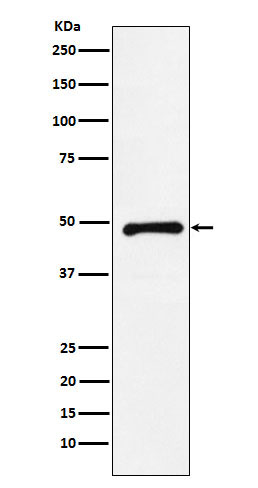 CtBP2 Ab