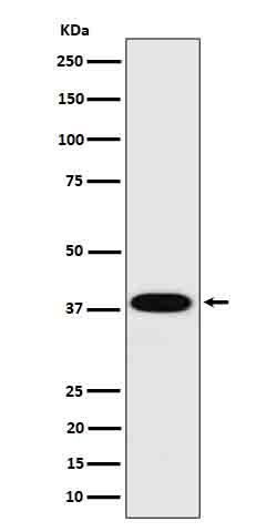 Cathepsin H Ab