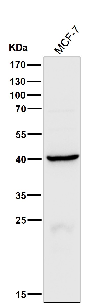 Cathepsin H Ab