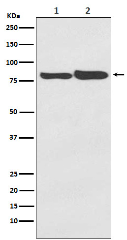 ACSL4 Ab