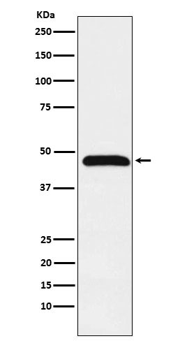 Caspase 1 Ab