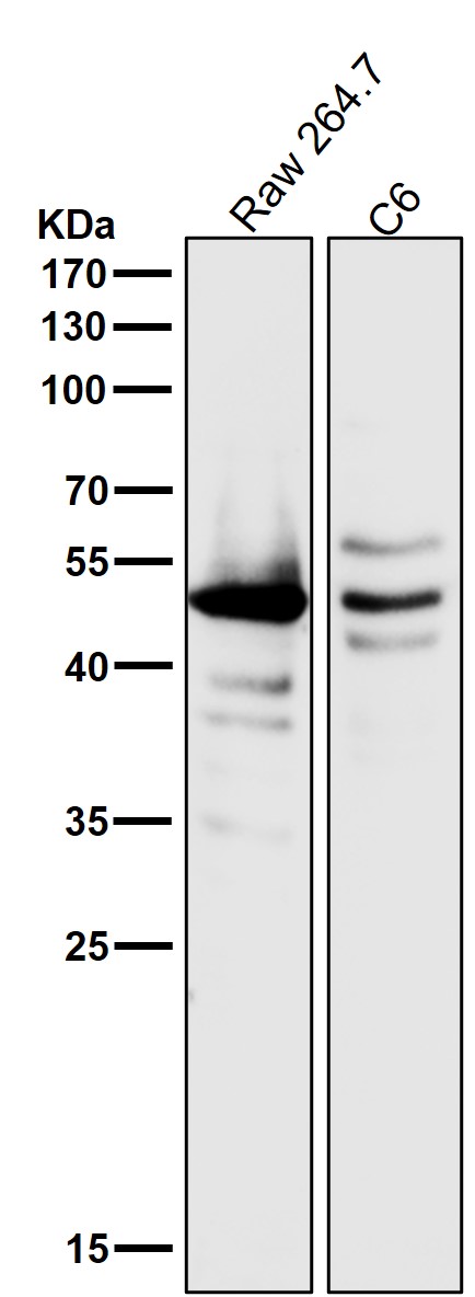 Caspase 1 Ab