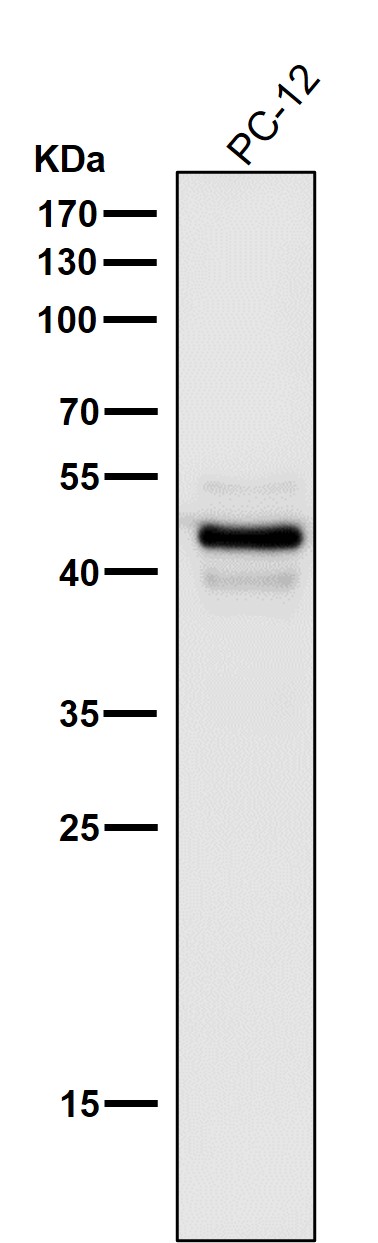 Caspase 1 Ab