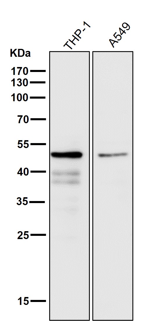 Caspase 1 Ab