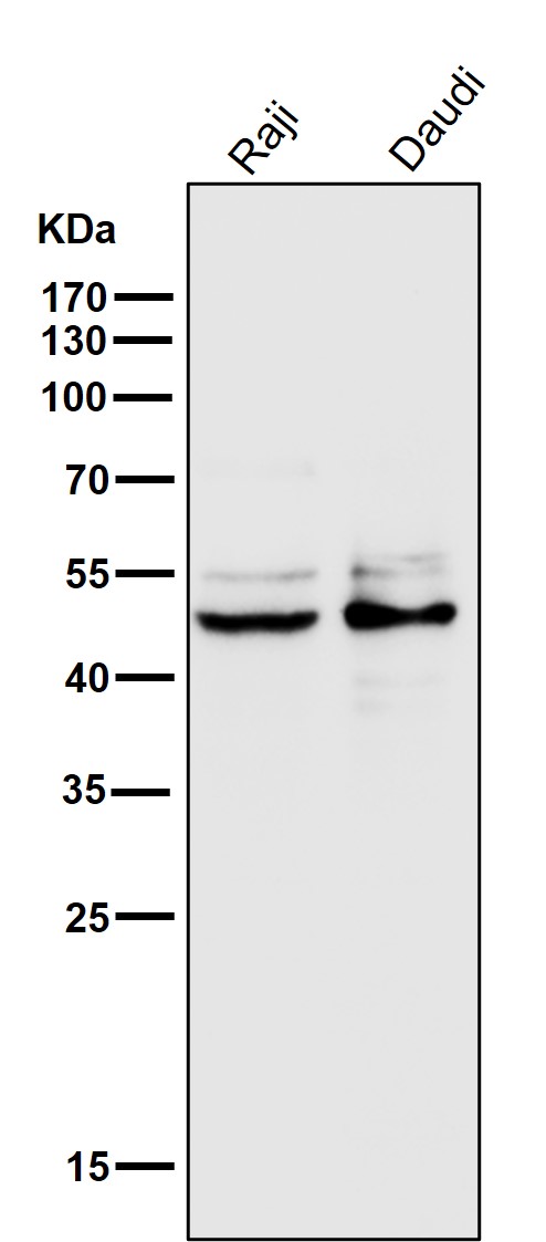 Caspase 1 Ab