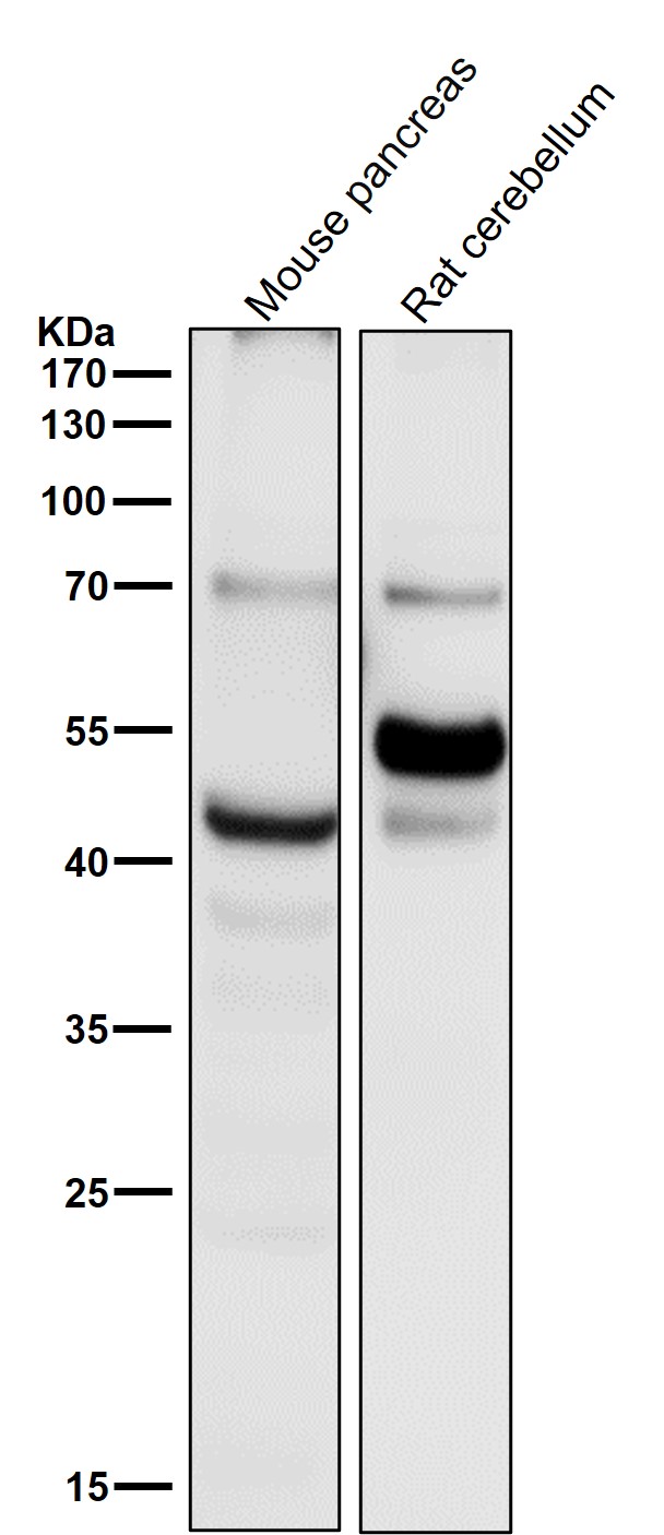 Caspase 1 Ab