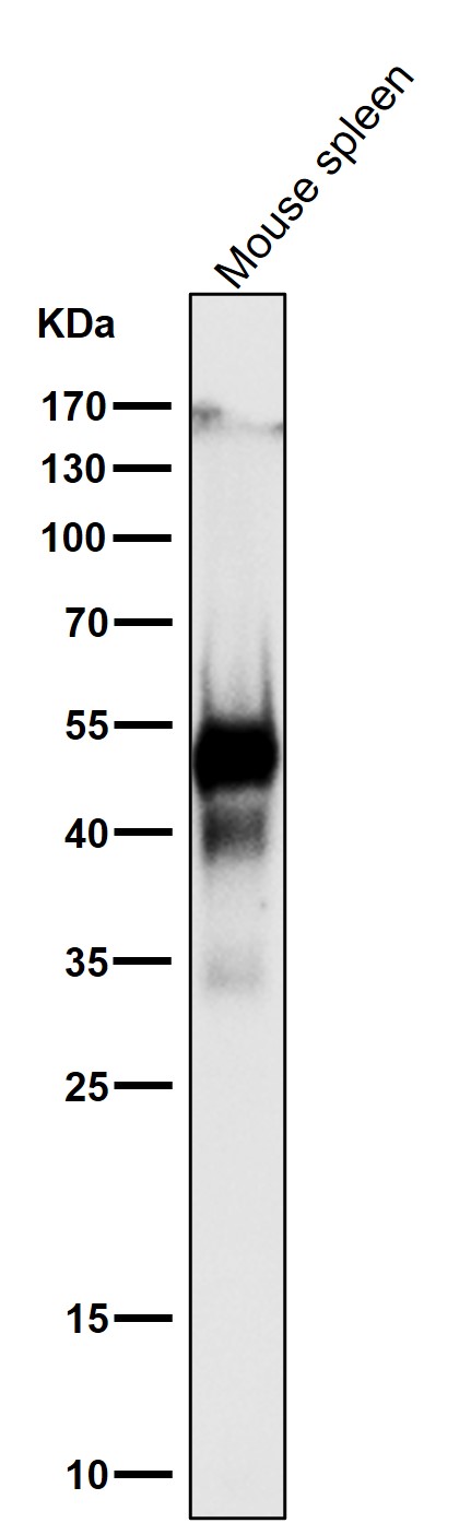 Caspase 1 Ab