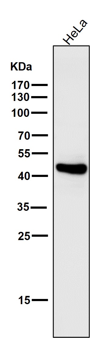 Caspase 1 Ab