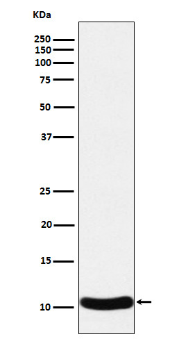 CCL27 Ab