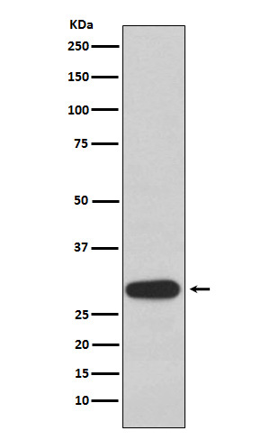 Oligo3 Ab