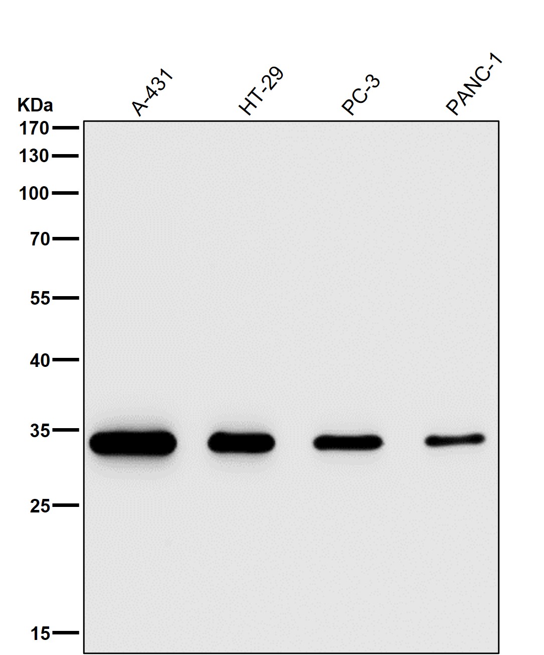 NUDT5 Ab