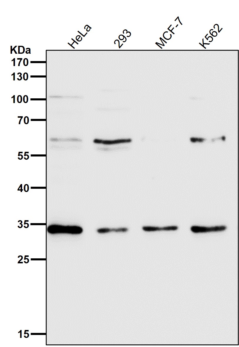 NUDT5 Ab