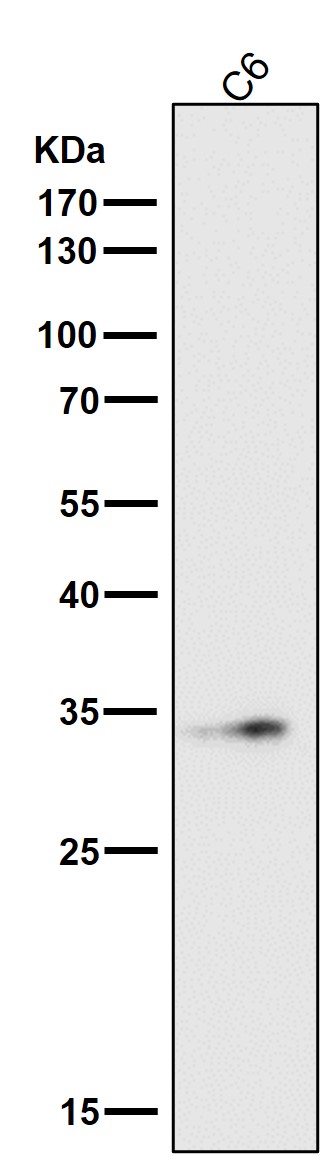 NUDT5 Ab