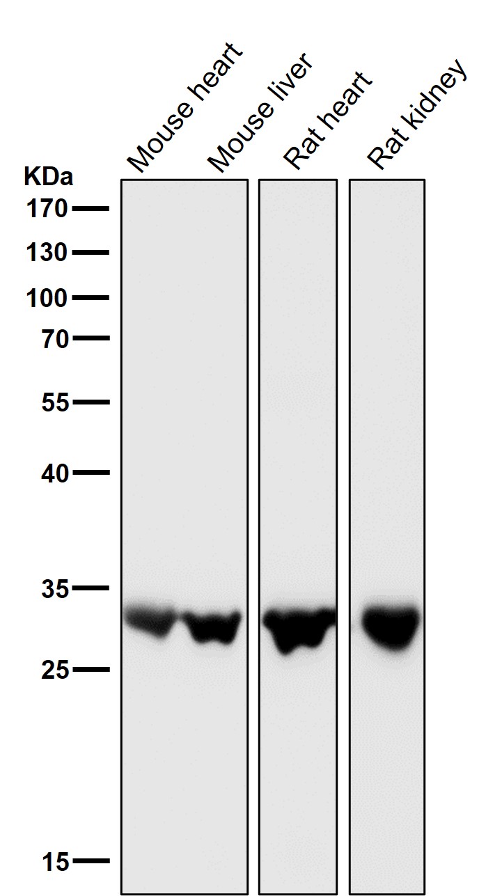 Uridine phosphorylase 1 Ab