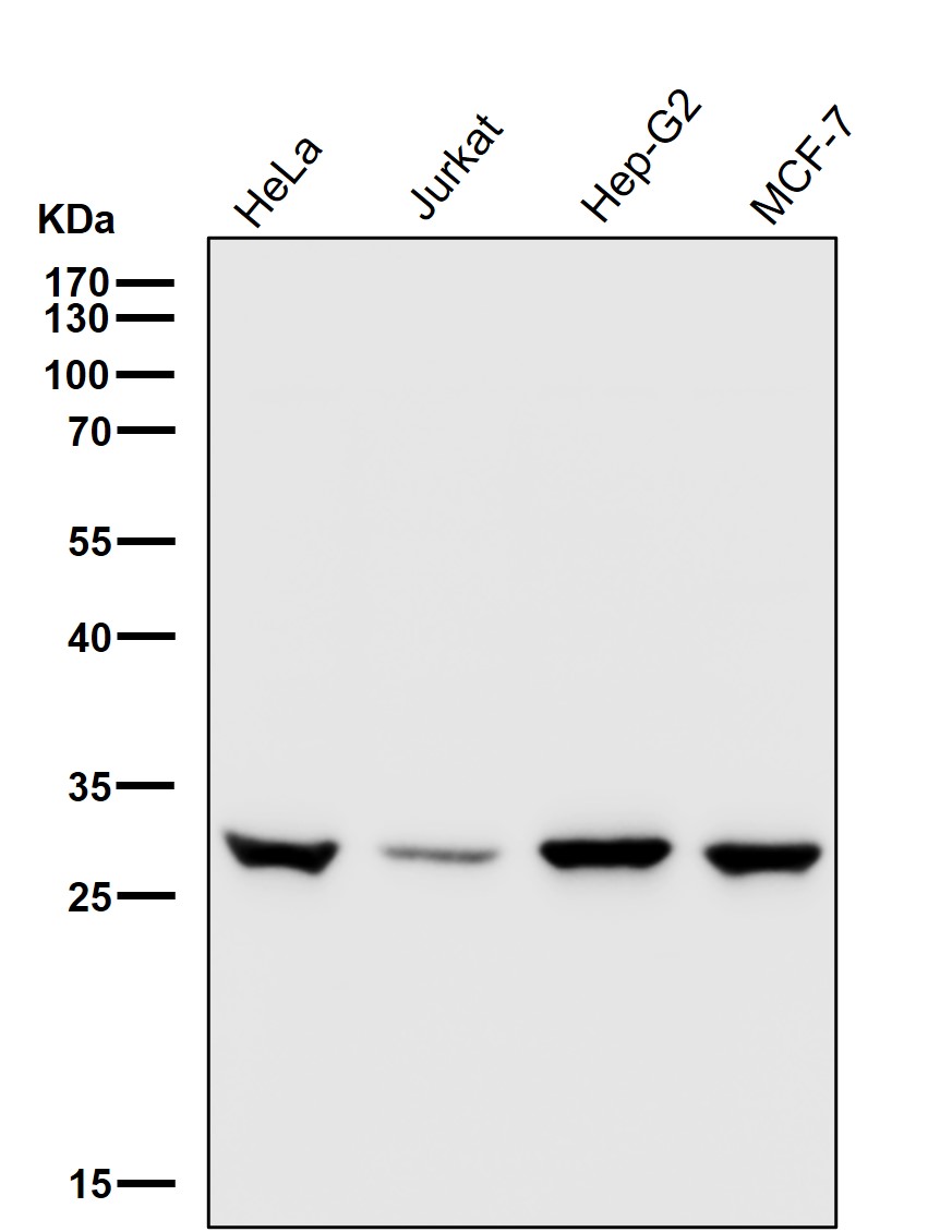 Uridine phosphorylase 1 Ab