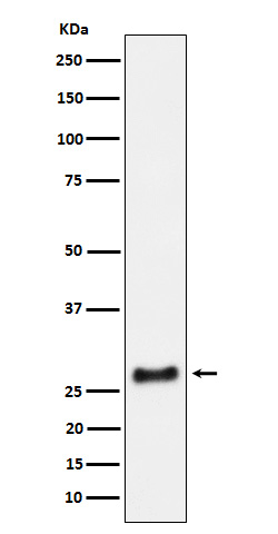 SNRPA1 Ab