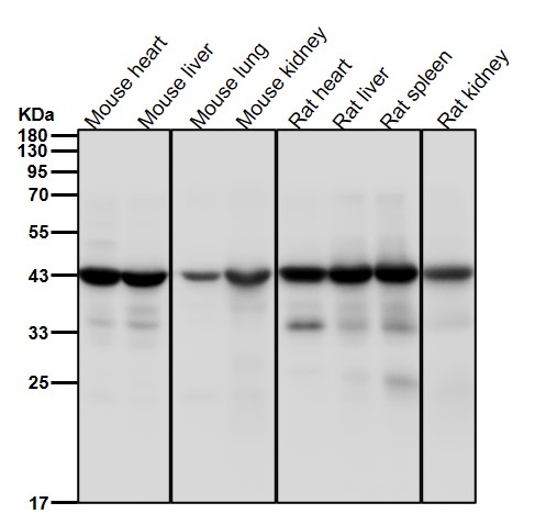 ACAA2 Ab