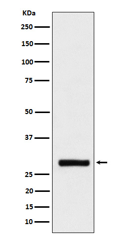 BRMS1 Ab