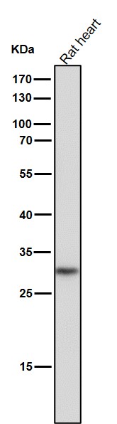 SLC31A1 Ab