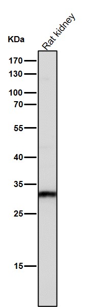 SLC31A1 Ab