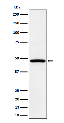 PTPN1/2 Ab