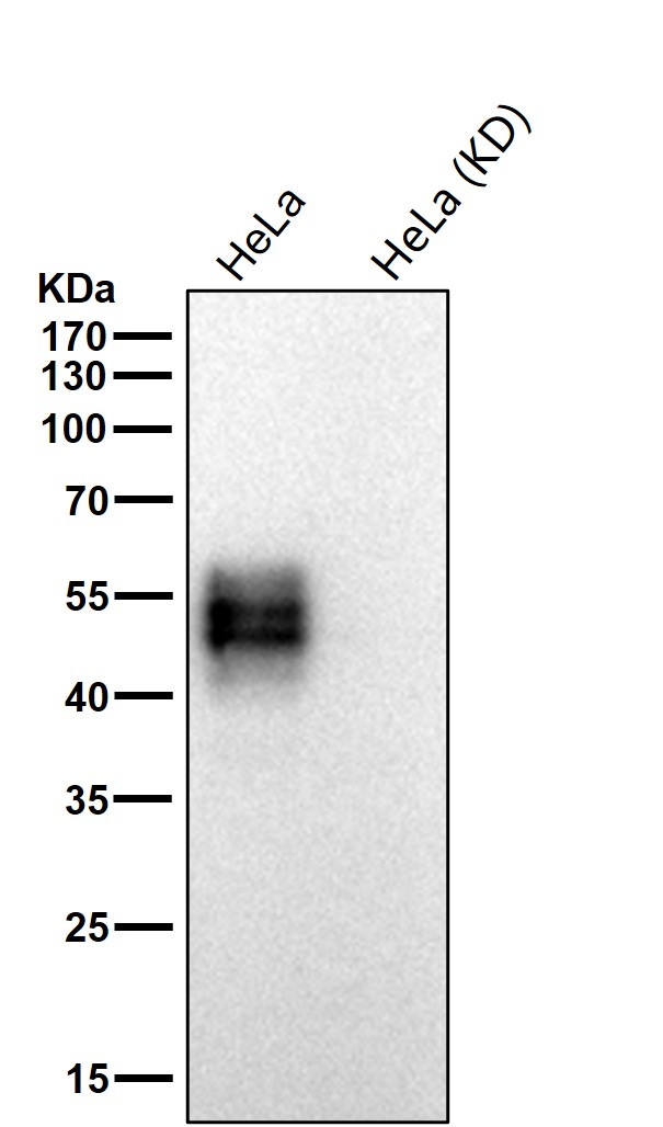 CD58 Ab