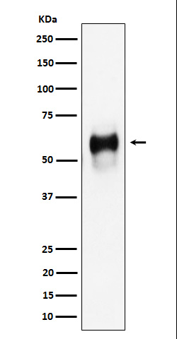 CD58 Ab