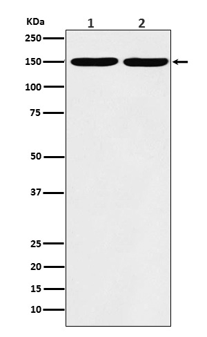 Collagen III alpha 1 Ab