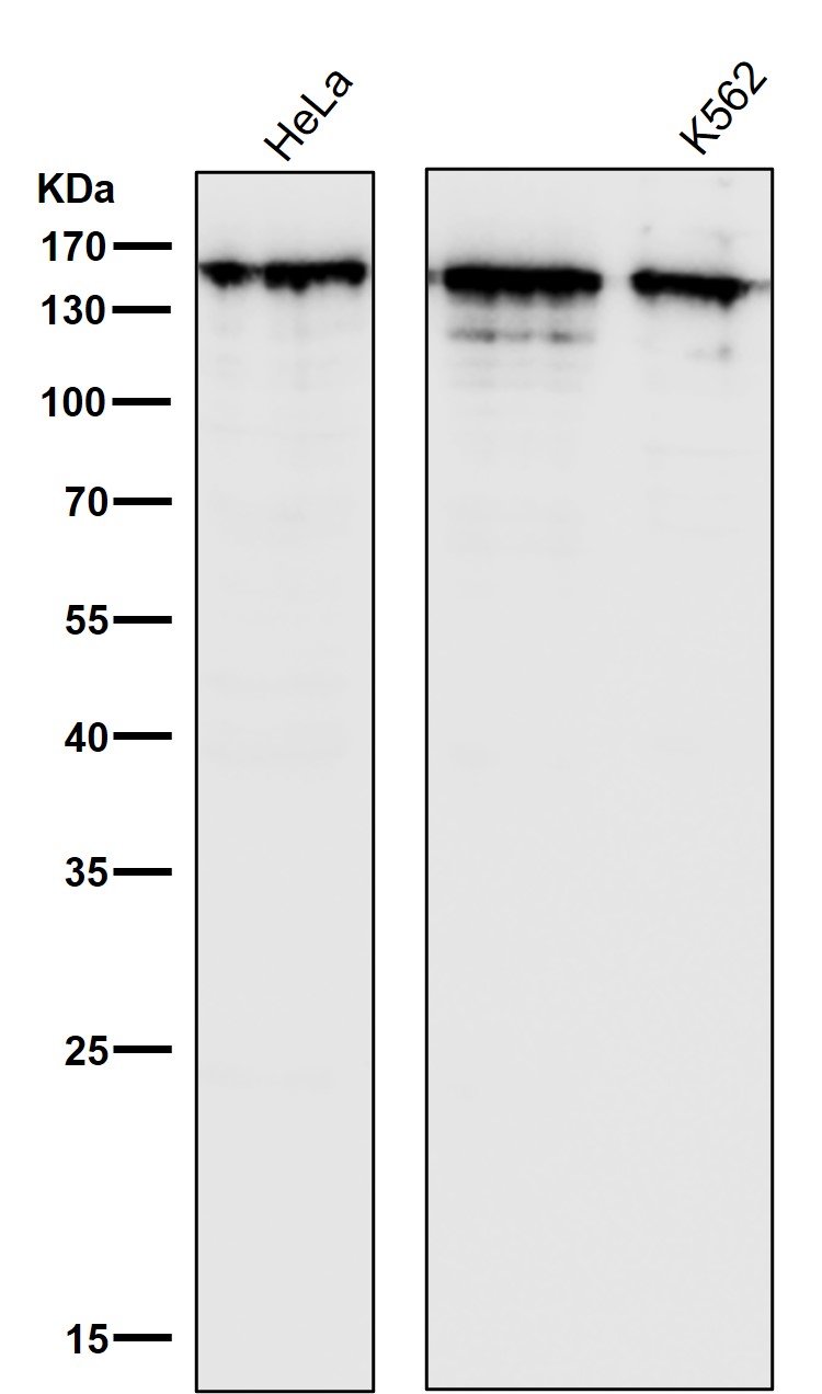 Collagen III alpha 1 Ab