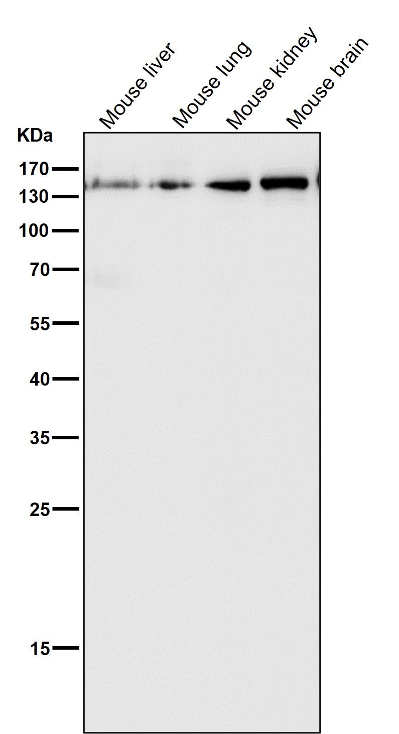 Collagen III alpha 1 Ab