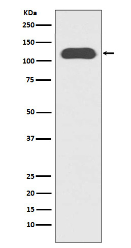 CD133 Ab