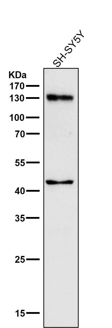 CD133 Ab