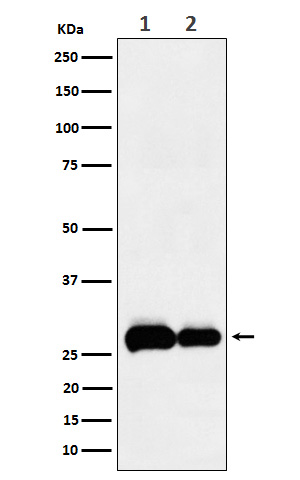 PHD3 Ab