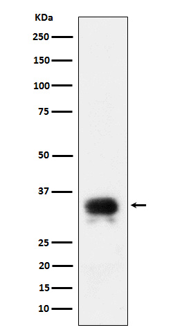 CD24 Ab