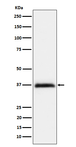 Repulsive guidance molecule A Ab