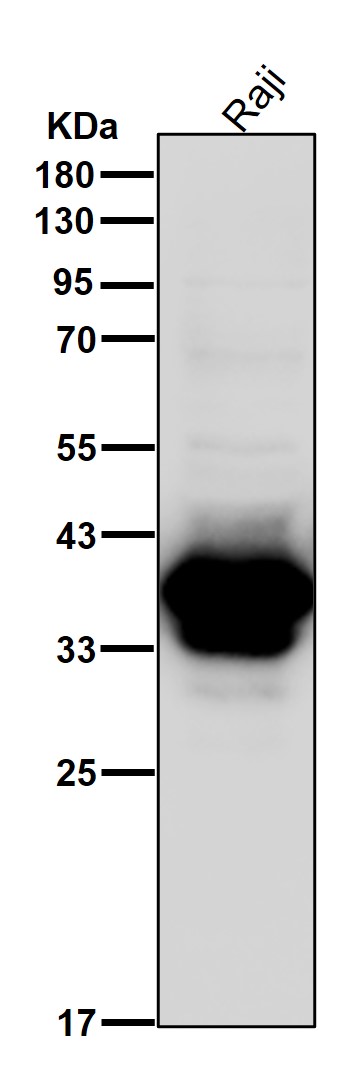 CD79b Ab