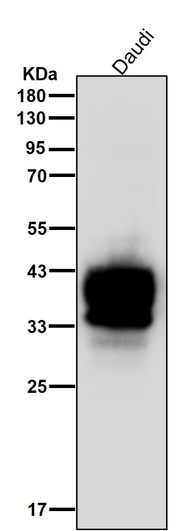 CD79b Ab