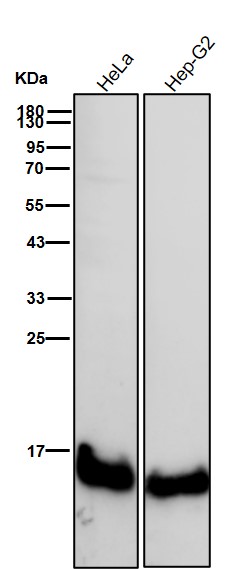 Microsomal GST 1 Ab