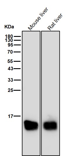 Microsomal GST 1 Ab