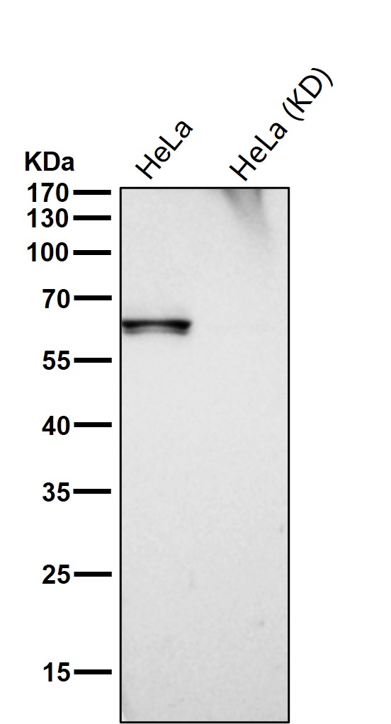 CoA synthase Ab