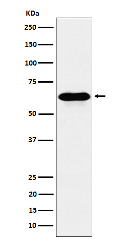 CoA synthase Ab