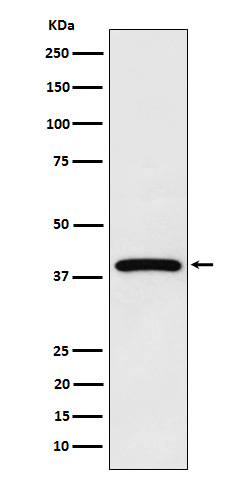 Neutrophil cytosol factor 4 Ab