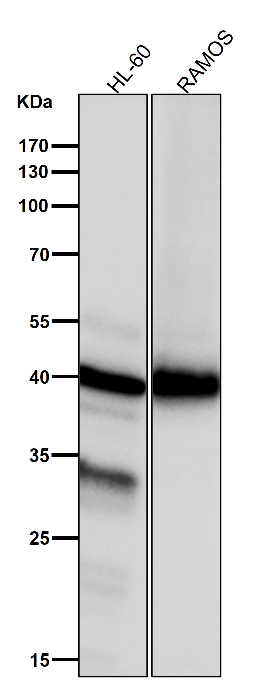 Neutrophil cytosol factor 4 Ab