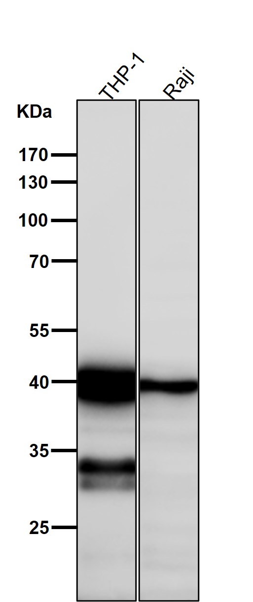 Neutrophil cytosol factor 4 Ab