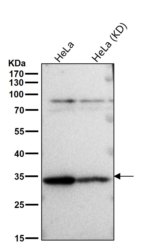 ARPC2 Ab