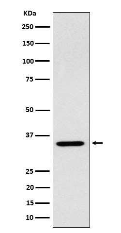 ARPC2 Ab