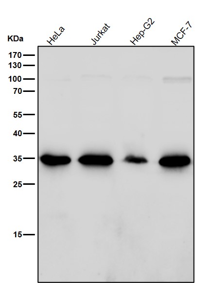 ARPC2 Ab